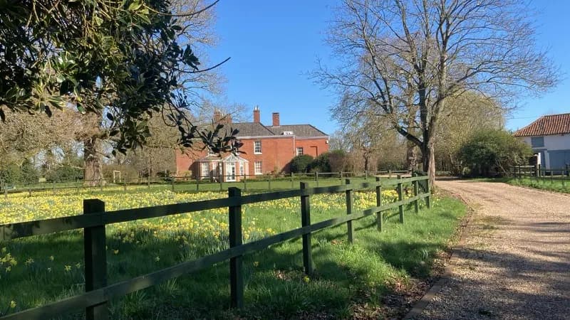 Daffodils in Lingwood Hall parkland with oak tree