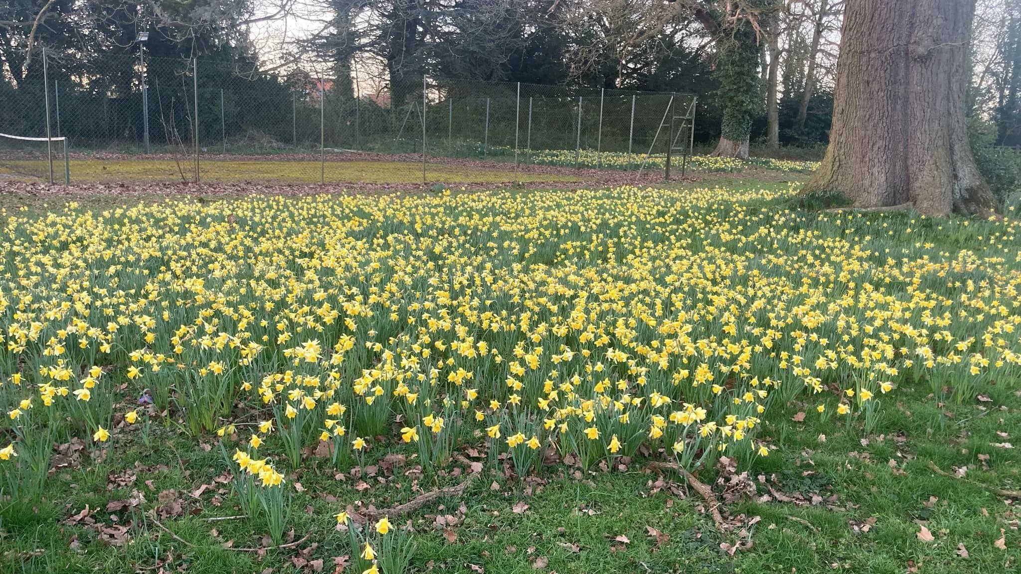 Field of daffodils in Lingwood Hall parkland
